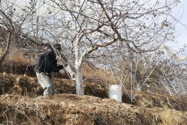 为什么树要涂一层白色，可以防虫害、冻伤等