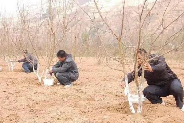 为什么树要涂一层白色，可以防虫害、冻伤等