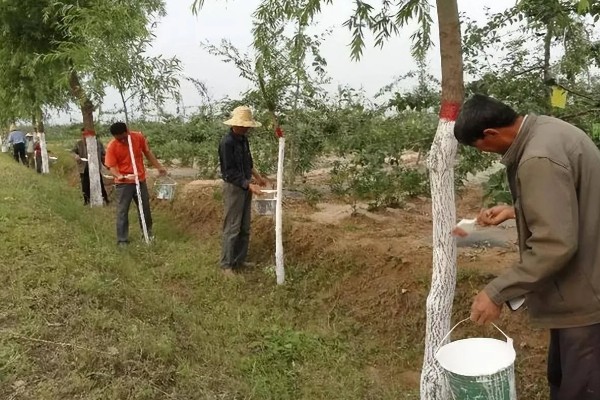 为什么树要涂一层白色，可以防虫害、冻伤等