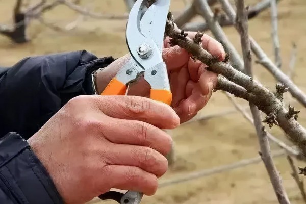 为什么树要涂一层白色，可以防虫害、冻伤等