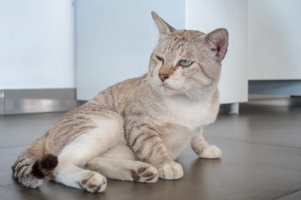 猫有什么习性,贪睡、任性、喜欢干净等