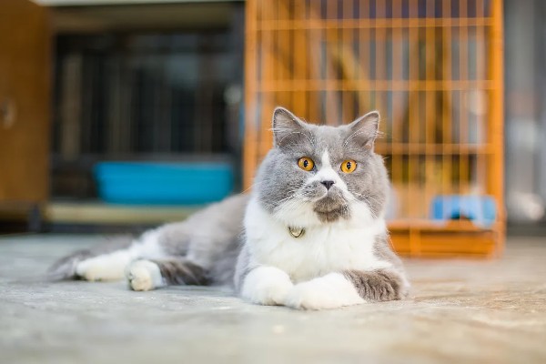 猫有什么习性,贪睡、任性、喜欢干净等