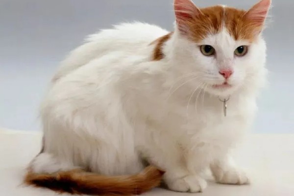 猫有什么习性,贪睡、任性、喜欢干净等