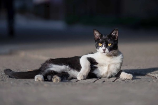 猫有什么习性,贪睡、任性、喜欢干净等