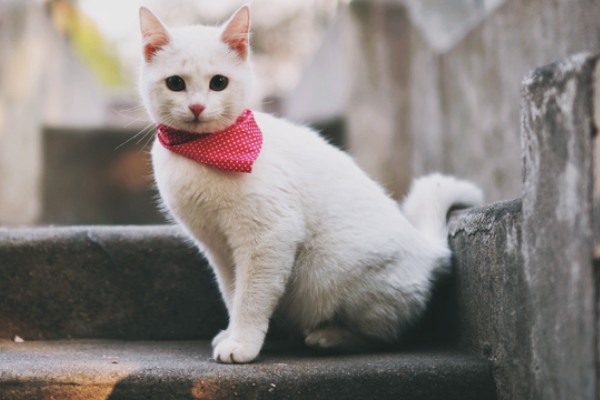 猫有什么习性,贪睡、任性、喜欢干净等