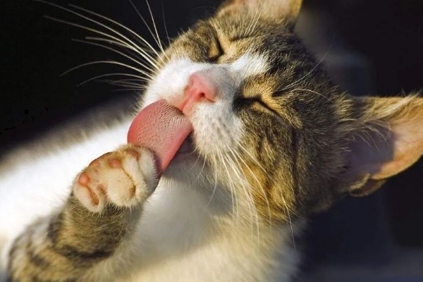 猫有什么习性,贪睡、任性、喜欢干净等