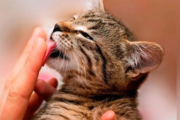 猫有什么习性,贪睡、任性、喜欢干净等