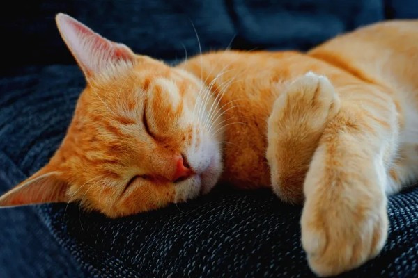 猫有什么习性,贪睡、任性、喜欢干净等