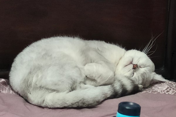 猫有什么习性,贪睡、任性、喜欢干净等