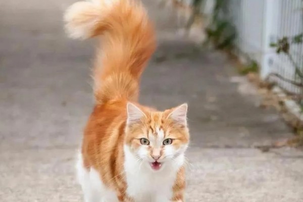 猫有什么习性,贪睡、任性、喜欢干净等