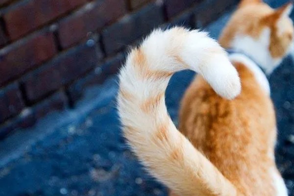 猫有什么习性,贪睡、任性、喜欢干净等