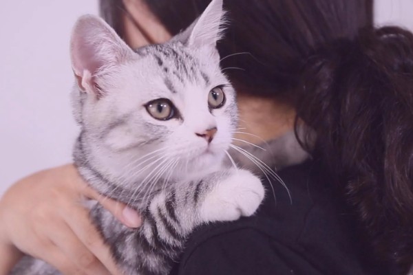 猫有什么习性,贪睡、任性、喜欢干净等