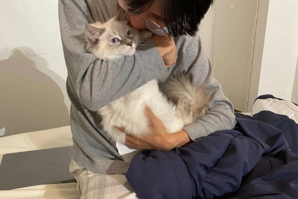 猫有什么习性,贪睡、任性、喜欢干净等