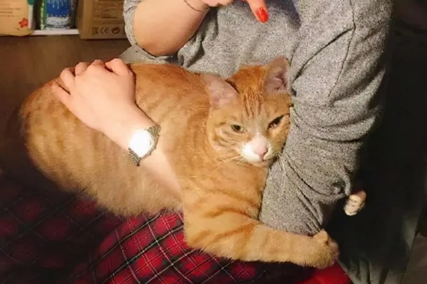 猫有什么习性,贪睡、任性、喜欢干净等