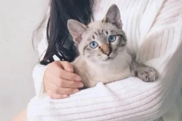 猫有什么习性,贪睡、任性、喜欢干净等