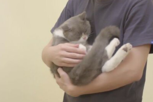 猫有什么习性,贪睡、任性、喜欢干净等