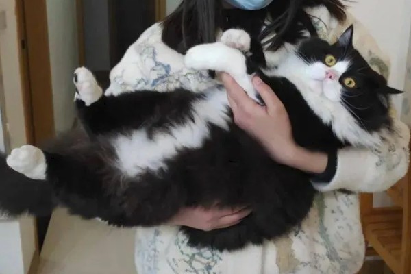 猫有什么习性,贪睡、任性、喜欢干净等