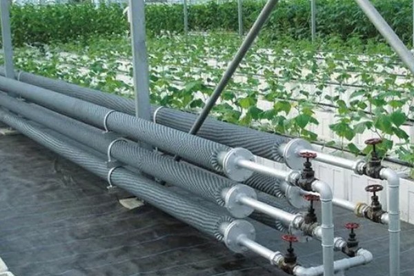 立秋后种哪些蔬菜，可以种白菜、萝卜等