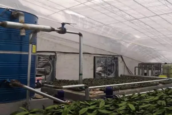 立秋后种哪些蔬菜，可以种白菜、萝卜等