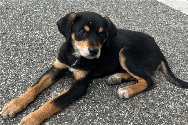 狗狗为什么一直发抖,可能是寒冷刺激、精神紧张等原因造成