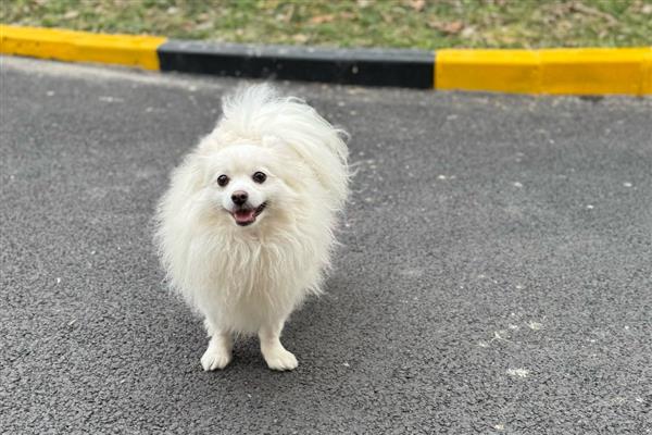 狗狗为什么一直发抖,可能是寒冷刺激、精神紧张等原因造成