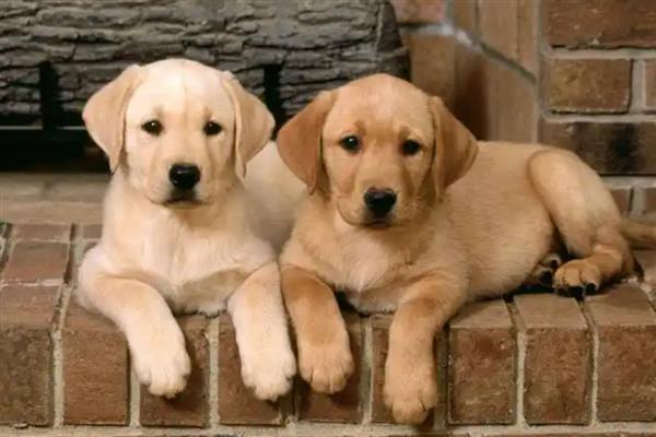 狗狗为什么一直发抖,可能是寒冷刺激、精神紧张等原因造成