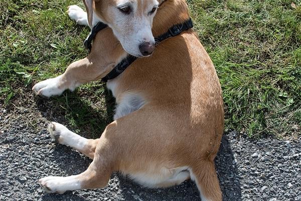 狗狗为什么一直发抖,可能是寒冷刺激、精神紧张等原因造成