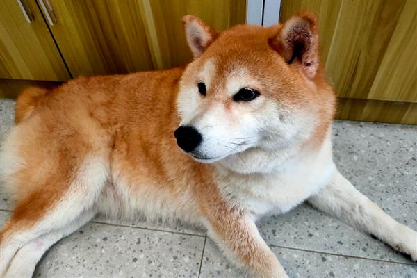 狗狗为什么一直发抖,可能是寒冷刺激、精神紧张等原因造成