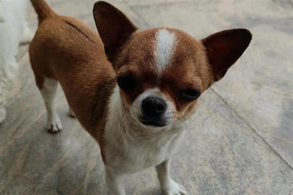 狗狗为什么一直发抖,可能是寒冷刺激、精神紧张等原因造成