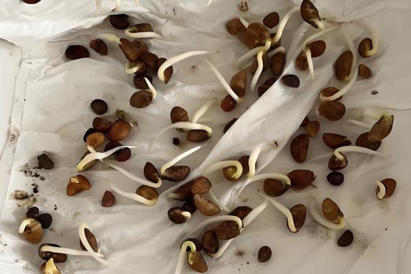 空心菜怎么育苗，使用穴盘每穴放入2-3粒种子