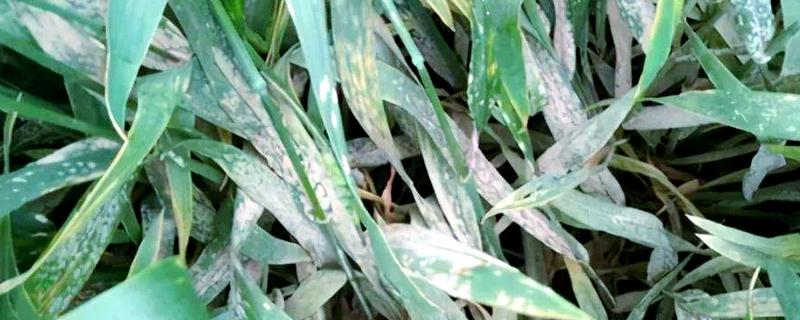 小麦白粉病怎么防治，主要使用的药物是粉锈宁