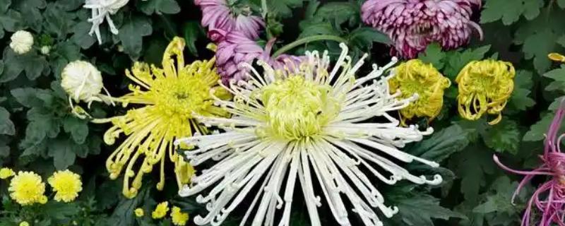 花有哪些品种，分为草本花卉、木本花卉等