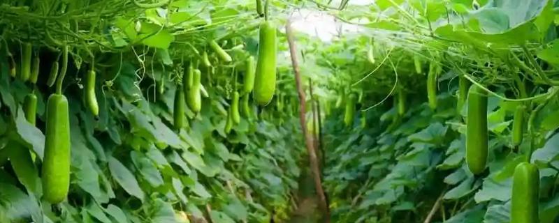 瓠瓜有什么好品种，美瓠二号、正源3号等品种的产量较高