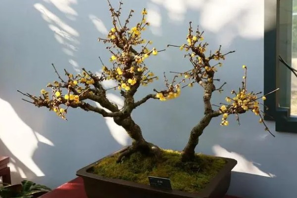 腊梅花的养殖方法,每隔2-3年需要换土一次