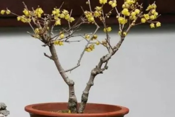 腊梅花的养殖方法,每隔2-3年需要换土一次
