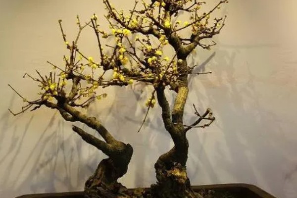 腊梅花的养殖方法,每隔2-3年需要换土一次