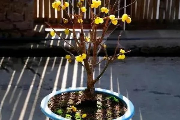 腊梅花的养殖方法,每隔2-3年需要换土一次