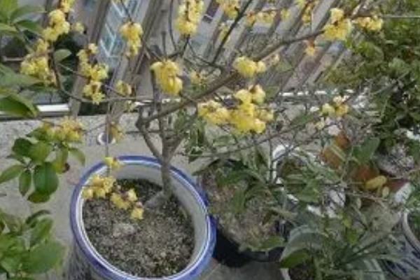 腊梅花的养殖方法,每隔2-3年需要换土一次