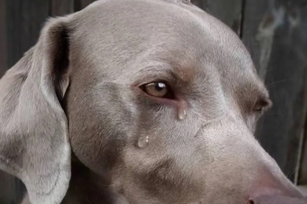 狗狗会哭吗，异物刺激会导致狗狗流泪