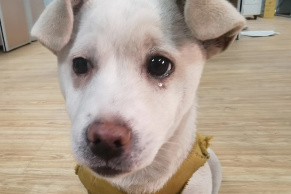 狗狗会哭吗，异物刺激会导致狗狗流泪