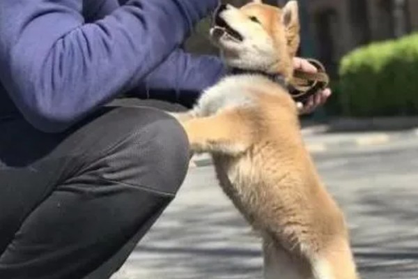 狗狗会哭吗，异物刺激会导致狗狗流泪