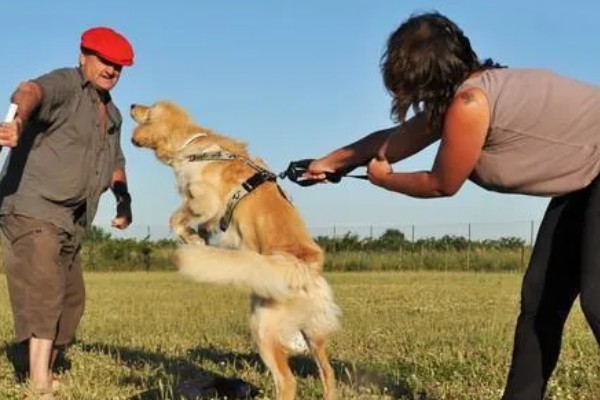 狗狗会哭吗，异物刺激会导致狗狗流泪