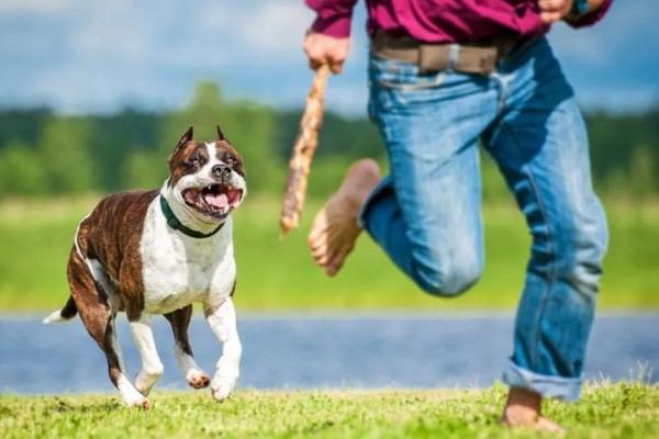 狗狗会哭吗，异物刺激会导致狗狗流泪