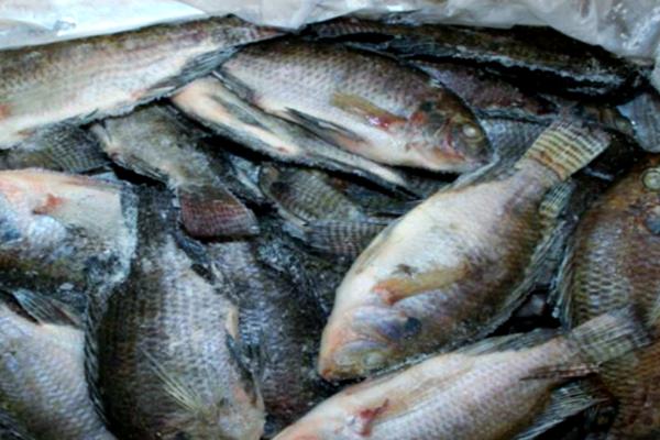 罗非鱼一年可以长几斤，体重可增长1斤左右