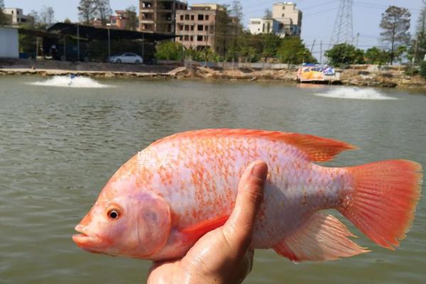 罗非鱼一年可以长几斤，体重可增长1斤左右