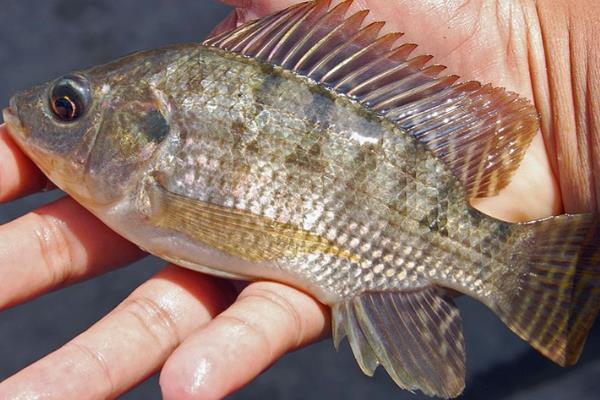 罗非鱼一年可以长几斤，体重可增长1斤左右
