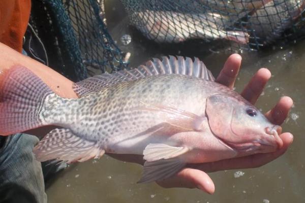 罗非鱼一年可以长几斤，体重可增长1斤左右
