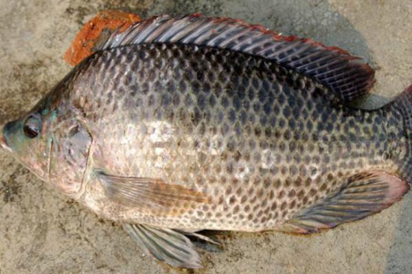 罗非鱼一年可以长几斤，体重可增长1斤左右