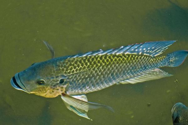 罗非鱼一年可以长几斤，体重可增长1斤左右