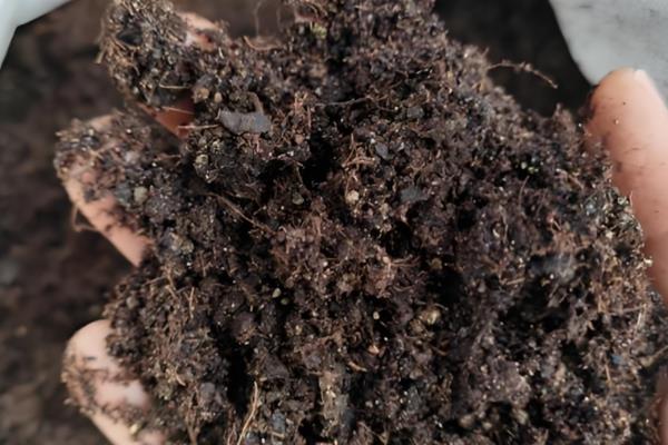 虎皮兰盆栽怎么养，生长过程中需要阳光的直射